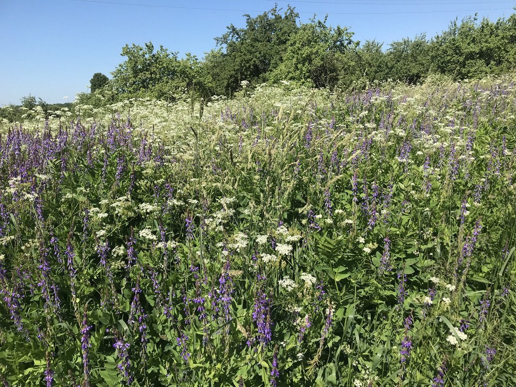 Growth Trends in the Tea Business