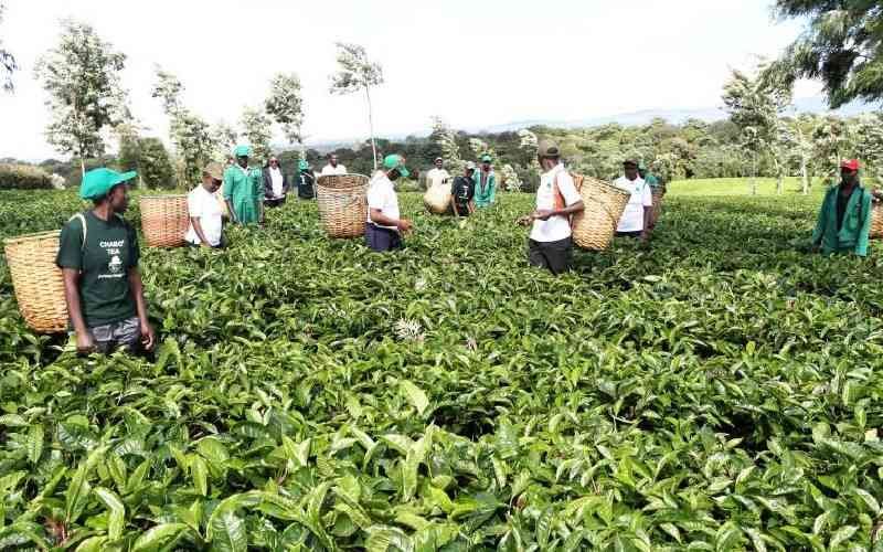 Growth Trends in the Tea Business