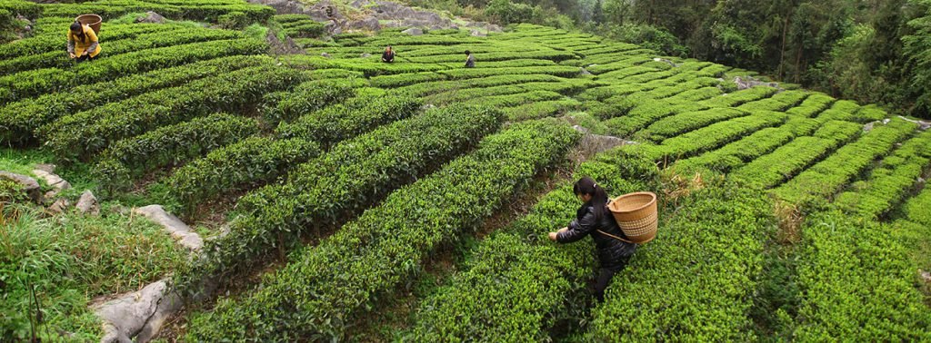 Sourcing Premium Capital Tea: A Guide to Top Suppliers