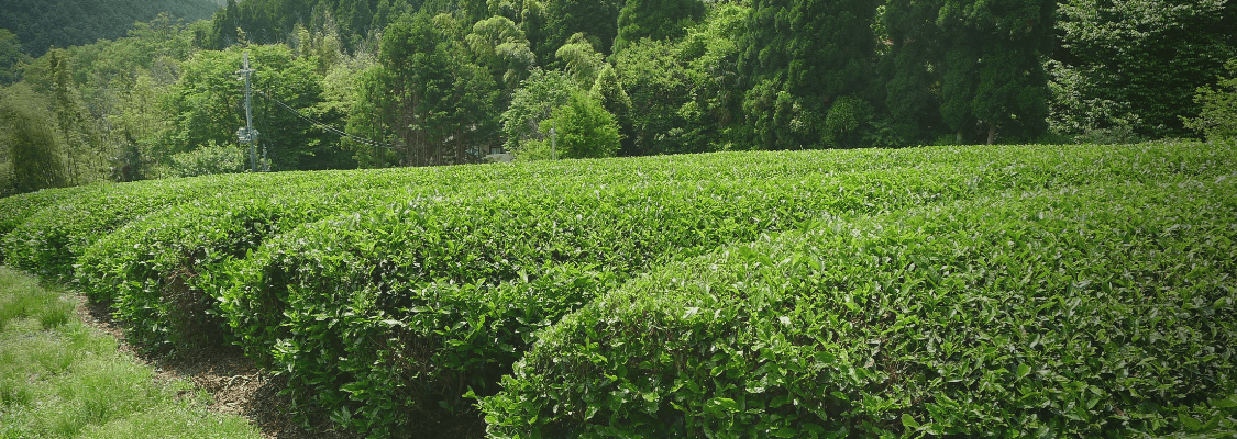 The Benefits of Choosing a Wholesale Tea Supplier