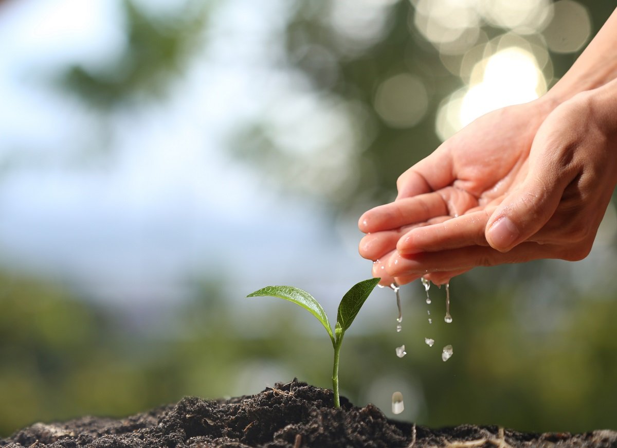 Top Affordable Green Tea Brands to Try