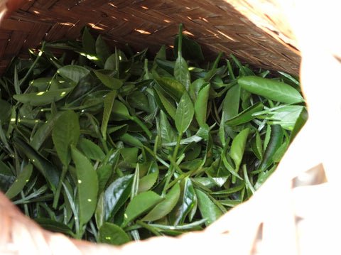 Top Green Tea Wholesalers in the Market